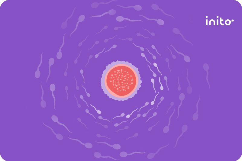 Chances of Getting Pregnant on Ovulation Day