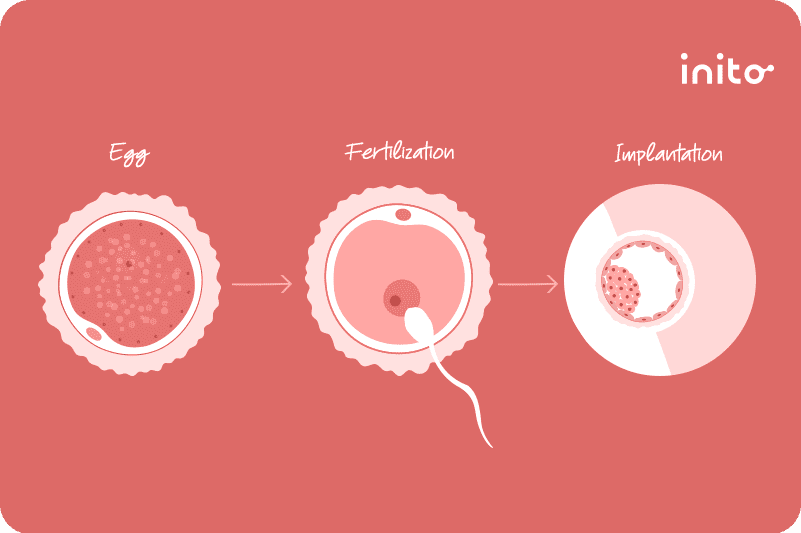 how long does it take to get pregnant