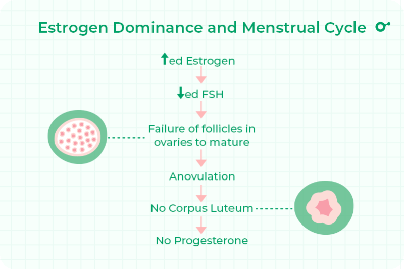 Estrogen dominance and menstrual cycle