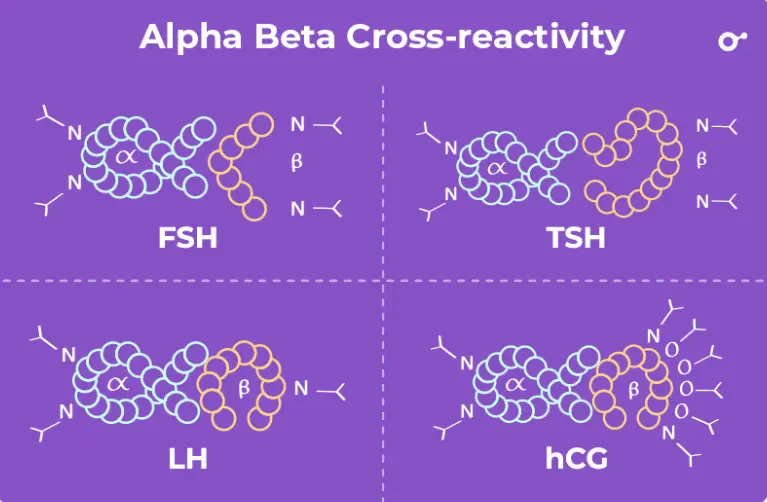 Alpha beta cross reactivity