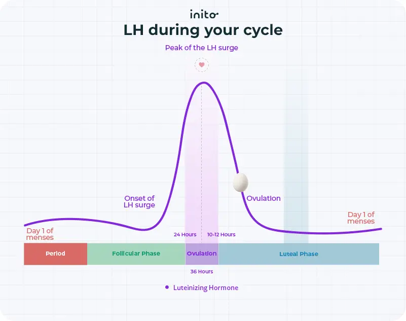 LH surge during menstrual cycle