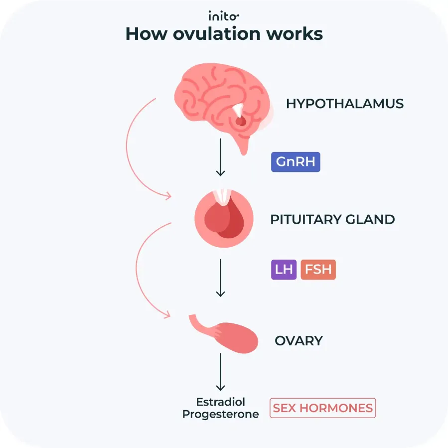 How ovulation works