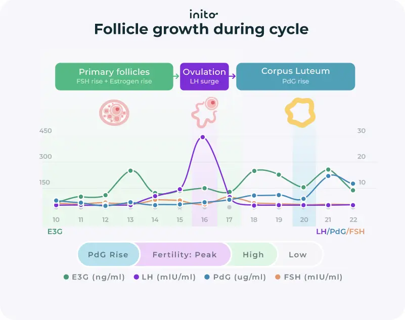 Follicle growth during the cycle