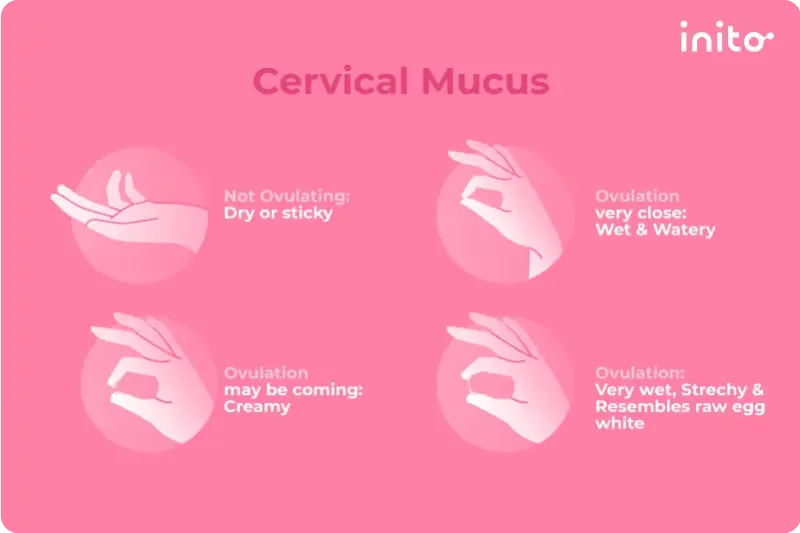 Cervical mucus for indicating ovulation