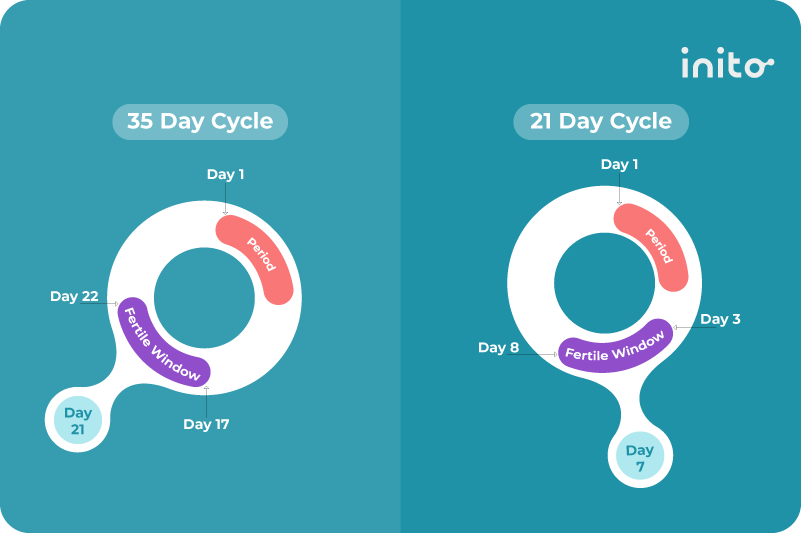 ovulation cycle