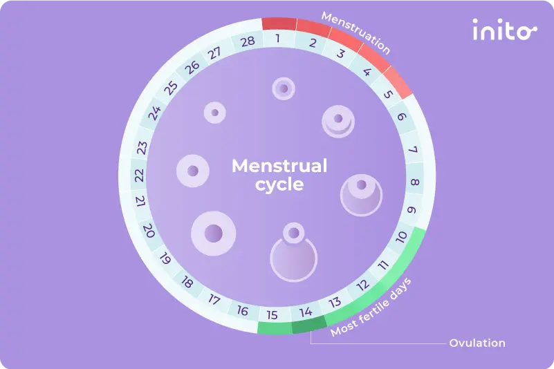 Tracking ovulation with Inito
