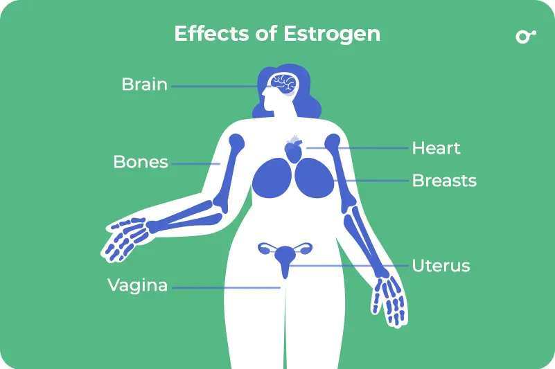 effects of estrogen