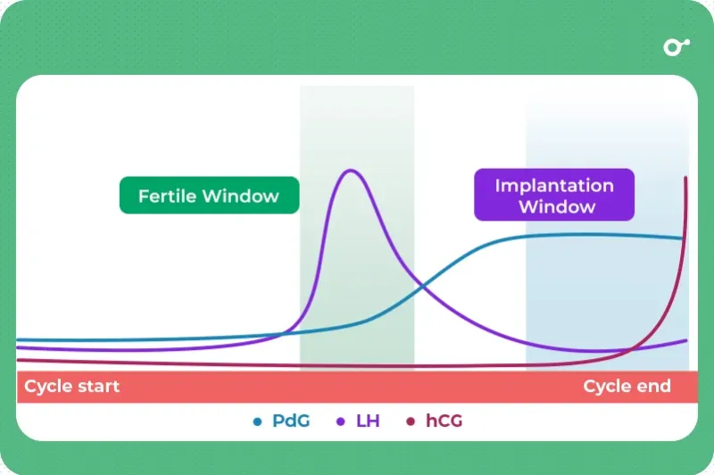 The fertile and implantation windows during your cycle