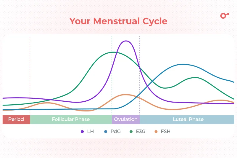 Menstrual cycle