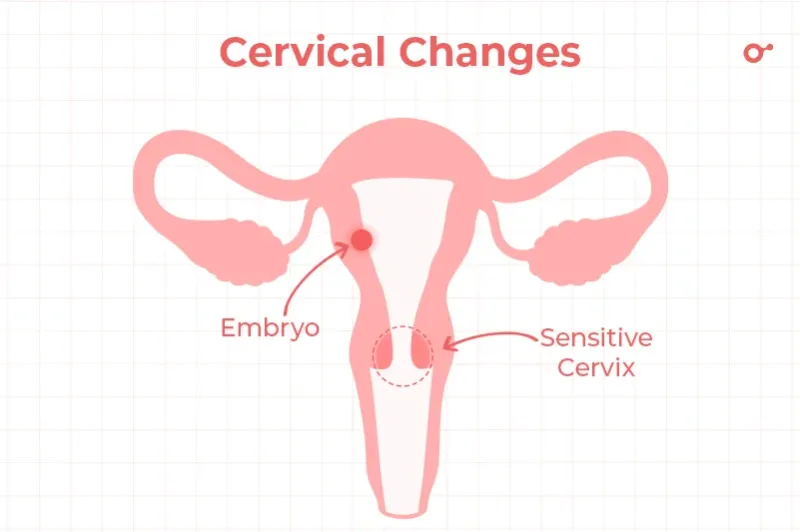 cervical changes