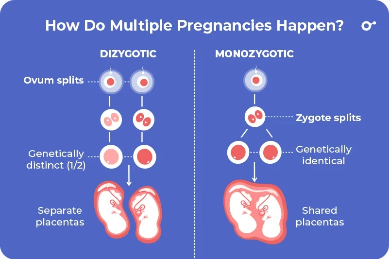How multiple pregnancies happen How multiple pregnancies happen