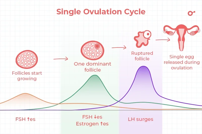 The single ovulation cycle The single ovulation cycle