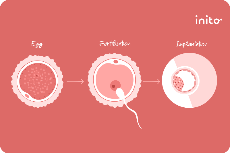 how long does it take to get pregnant