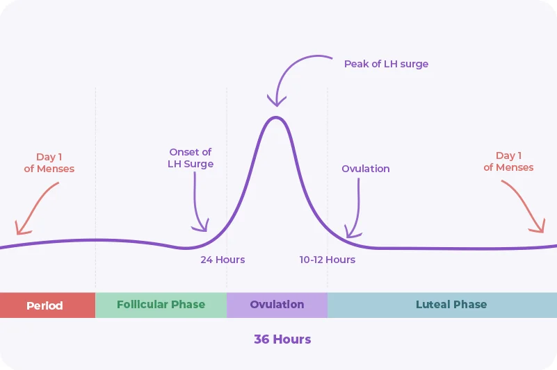 Tracking LH surge during menstrual cycle
