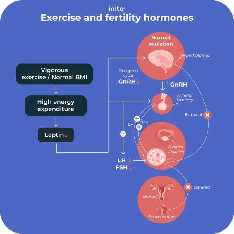 Excessive exercise and fertility hormones