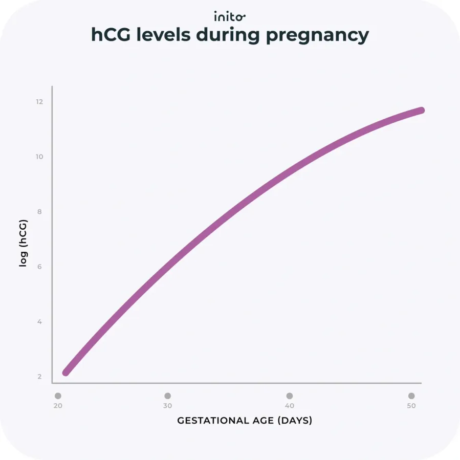 hCG levels during pregnancy 1