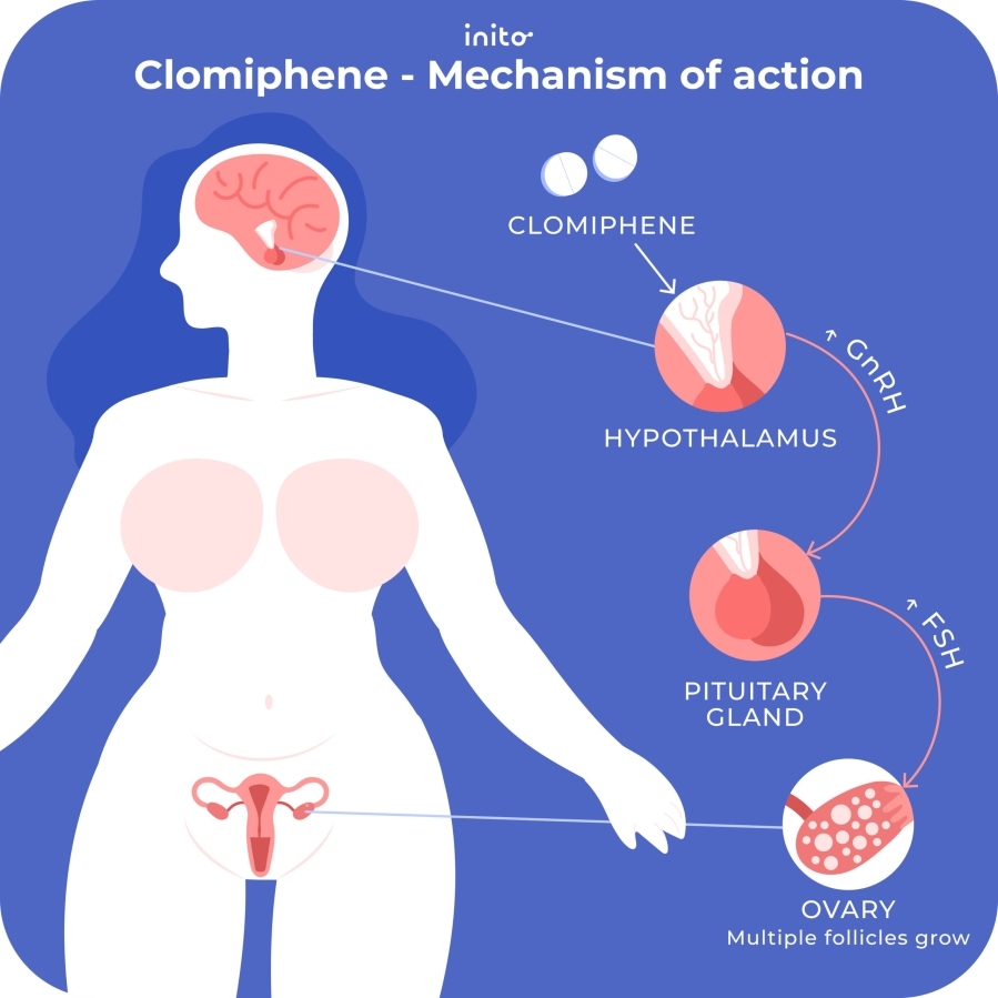 How clomiphene works