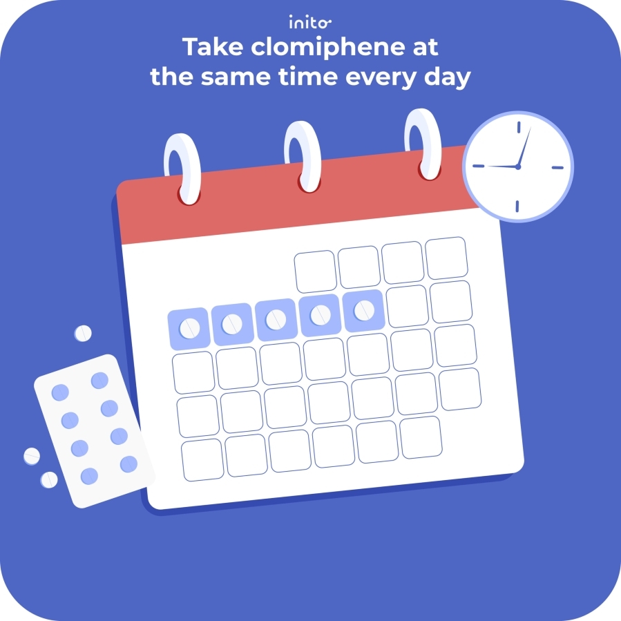 Take clomiphene at the same time every day