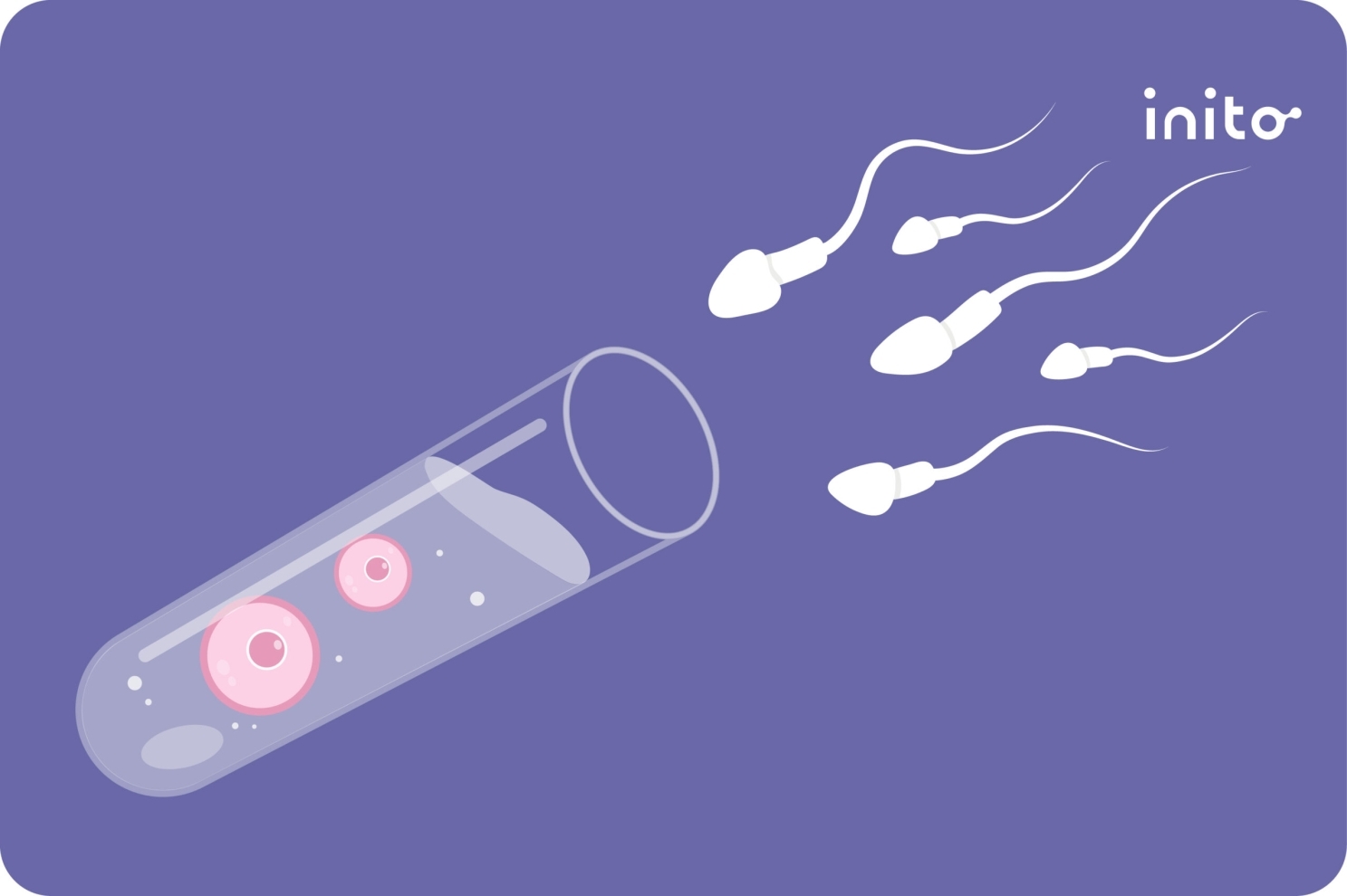 IVF Process