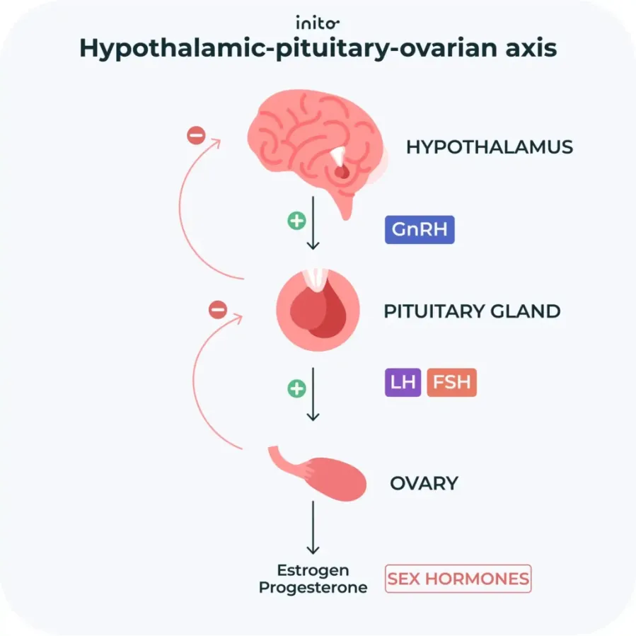 Hypothalamic pituitary ovatian axis