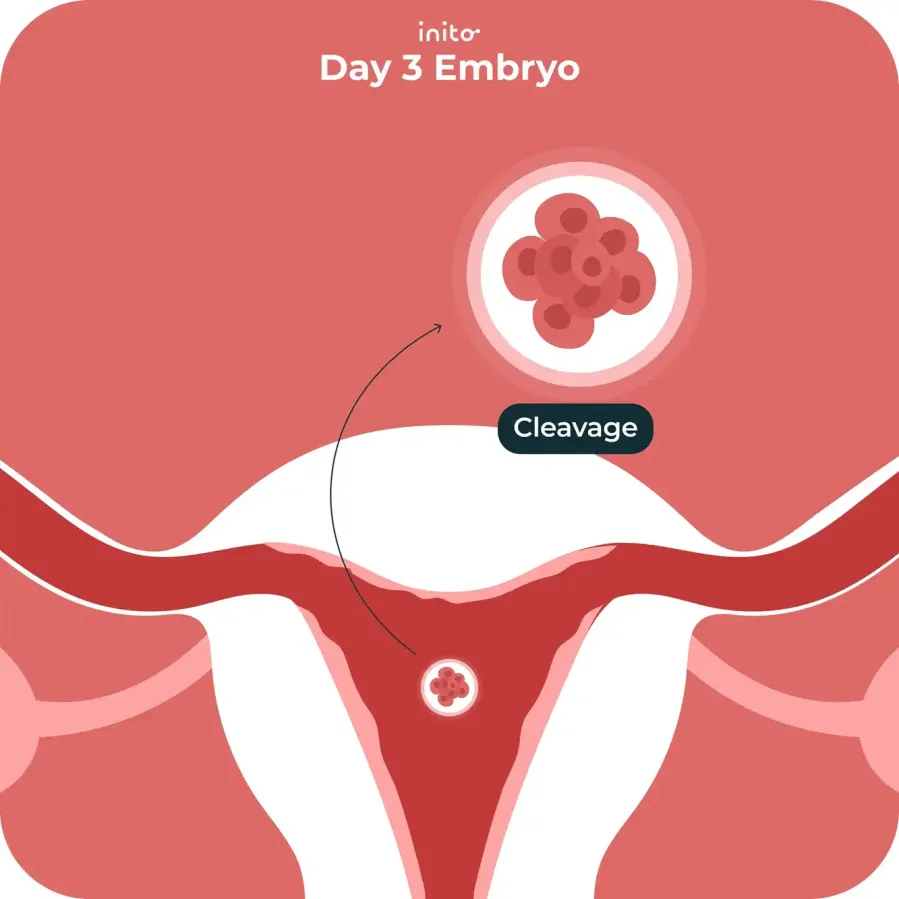Day 3 embryo Day 3 embryo