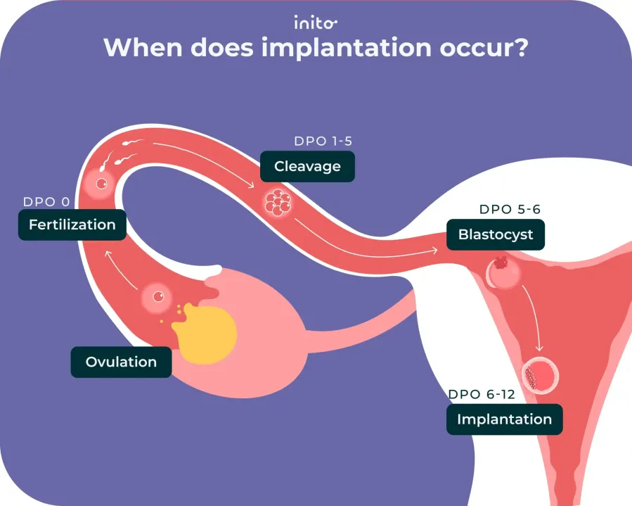 When does implantation occur?