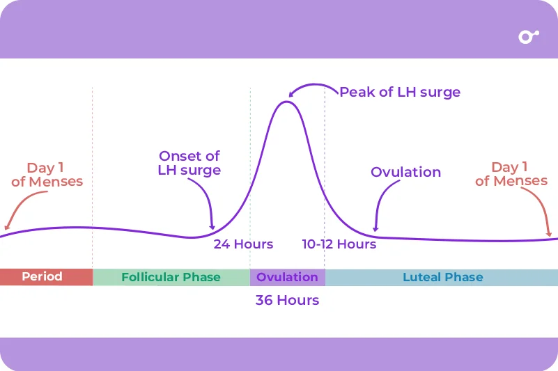 What is LH and what does it do