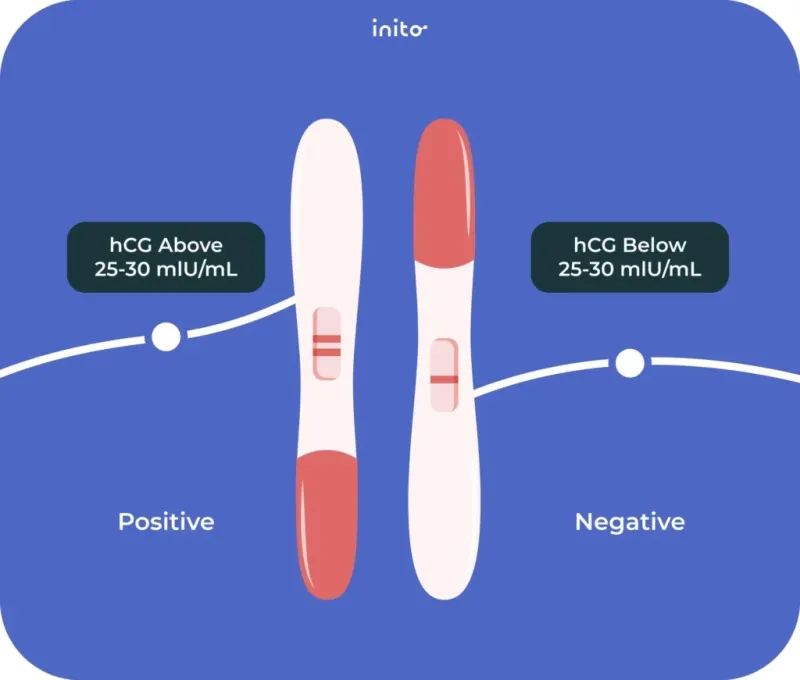 Two lines in a pregnancy test