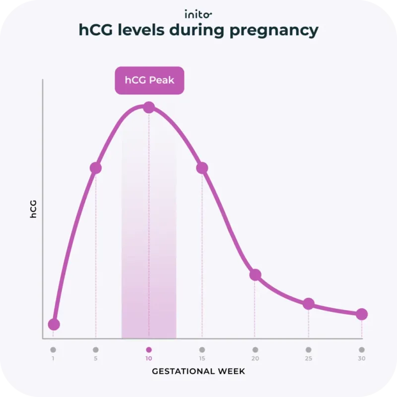 hCG levels during pregnancy
