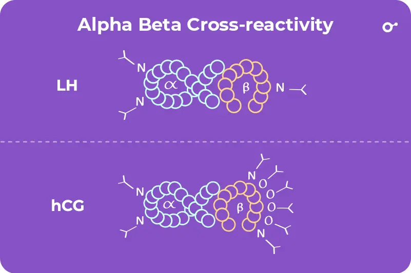 Alpha beta cross reactivity chanced when pregnant
