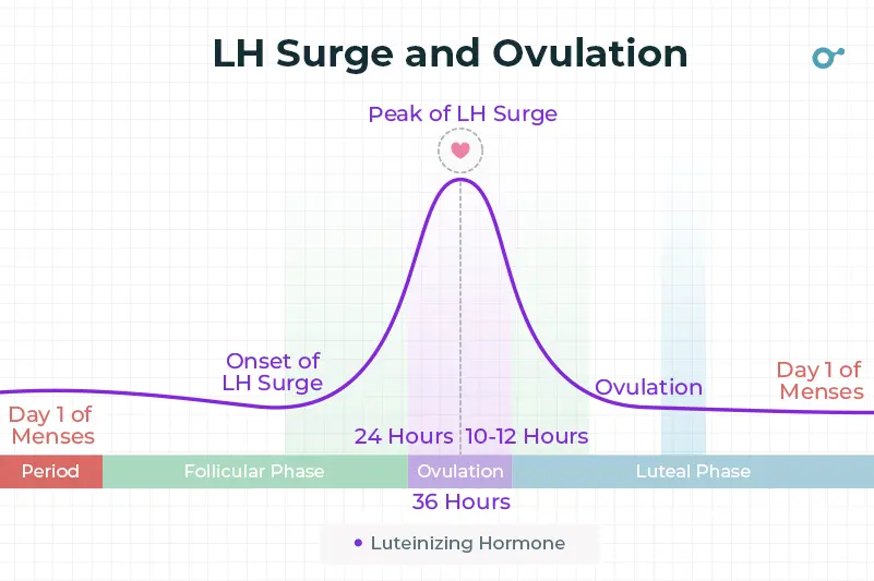LH surge and ovulation