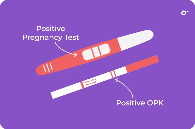 What do positive results on OPKs look like?