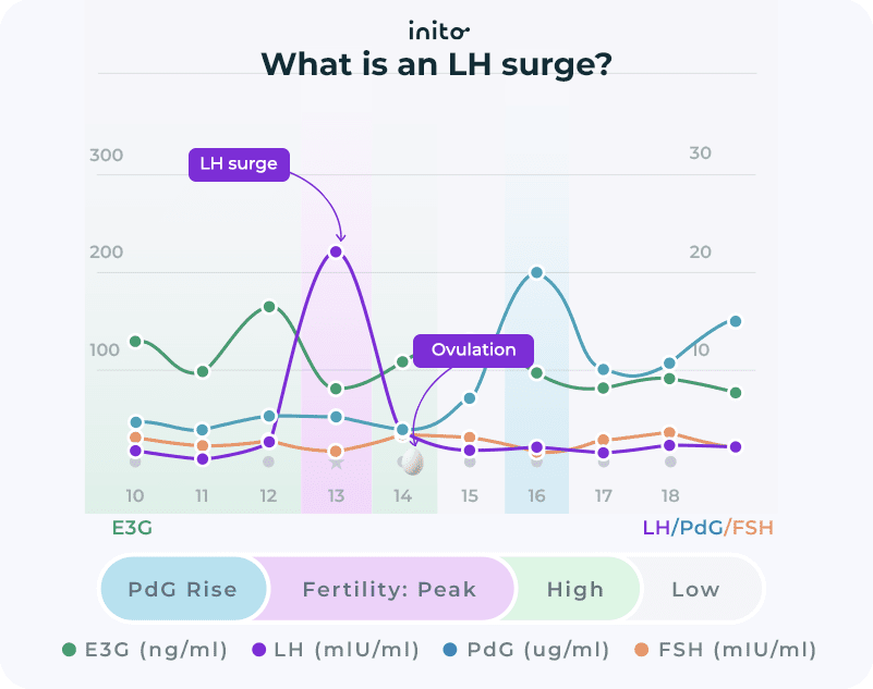 When to Have Sex After LH Surge Your Complete Guide Inito 