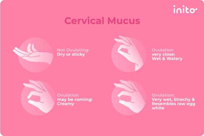 Consistency of cervical mucus in different phases of the menstrual cycle