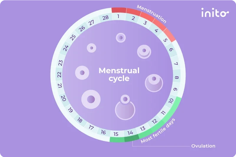  The menstrual cycle